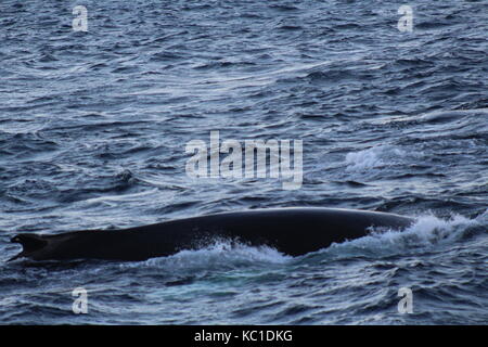 Humpback Whale affiorante nel fiordo vicino a tromso Foto Stock