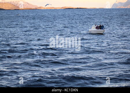 Piccola barca bianca di osservazione delle balene con seagull flying overhead in fjord vicino a Tromso Norvegia Foto Stock
