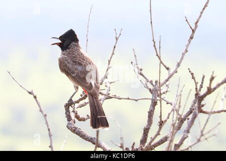 Il bulbuls sono una famiglia, pycnonotidae, di medie passerine uccelli canori. Molte specie forestali sono noti come greenbuls, brownbuls, leafloves. Foto Stock