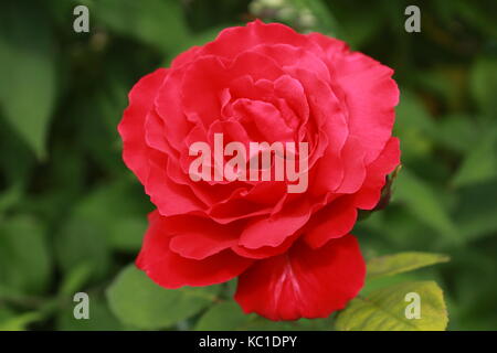 Una chiusura di un rosso camellia Foto Stock