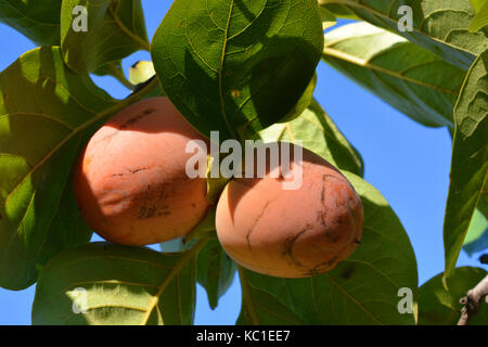 Persimmon, noto anche come sharon di frutta o kaki, maturazione su albero Foto Stock