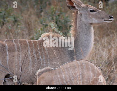 Nyala femmina con i giovani nel Parco Nazionale di Kruger, sud africa Foto Stock