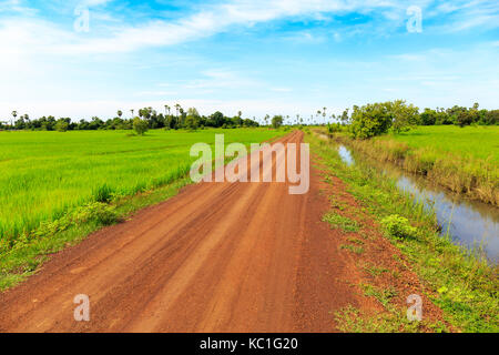 Bella strada sterrata attraverso le verdi risaie sotto il cielo blu in campagna. Foto Stock