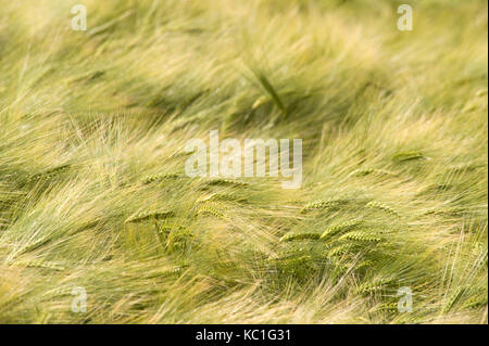 Campo di orzo Foto Stock