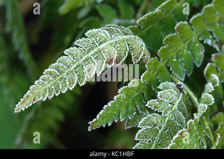 Felce congelati Foto Stock