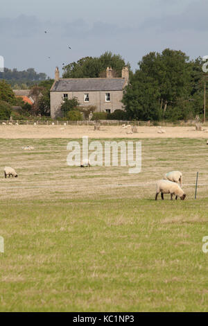 Agriturismo e pecore al pascolo, Northumberland, Inghilterra Foto Stock