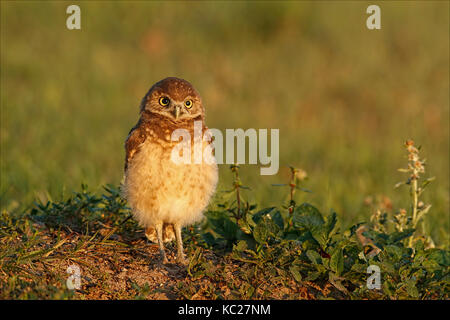 I capretti scavando il gufo Foto Stock