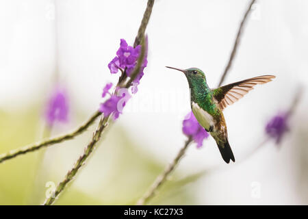 Snowy-panciuto hummingbird congelati in-flight mentre alimentazione su un imporpori fiore in Costa Rica la foresta pluviale. Foto Stock