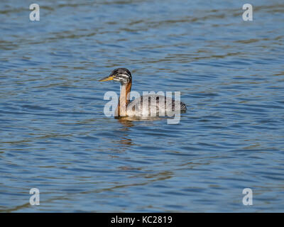 I capretti collo rosso svasso Buckhurst Hill essex Foto Stock