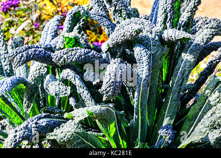 Molto decorativo nero di Toscana, Toscana kale (Brassica oleracea l. var. acephala dc. subvar. laciniata) Foto Stock