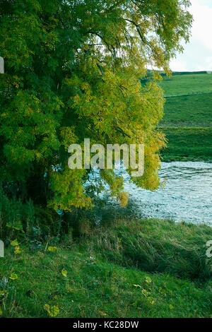 Il frassino in autunno colori dal fiume wharfe. a piedi a sud est sulla dalesway da burnsall verso drebley lungo il fiume wharfe. wharfedale Foto Stock