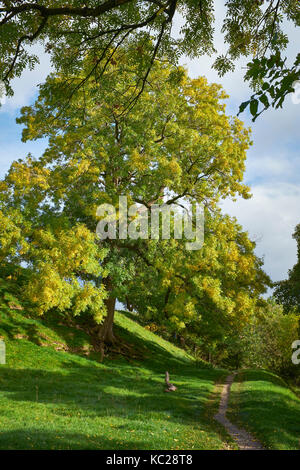 Il frassino in autunno colori dal fiume wharfe. a piedi a sud est sulla dalesway da burnsall verso drebley lungo il fiume wharfe. wharfedale Foto Stock