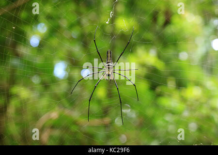 Ragno di grandi dimensioni sul suo web nel parco nazionale della provincia di saraburi, Thailandia Foto Stock