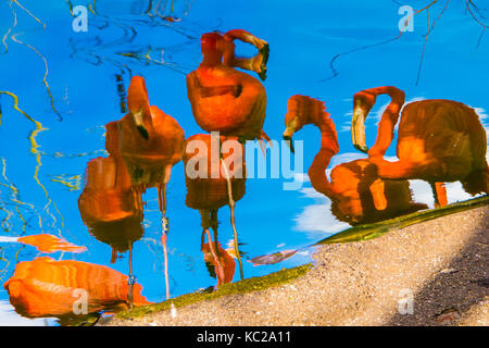 Riflessioni impressionista di fenicotteri rosa sulle sponde di un lago. Foto Stock