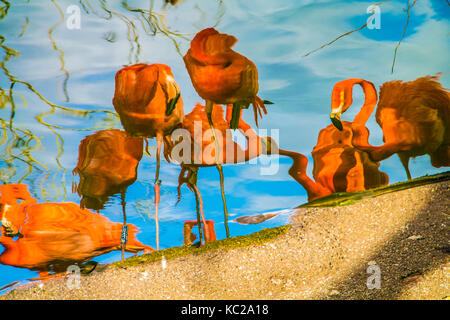 Riflessioni impressionista di fenicotteri rosa sulle sponde di un lago. Foto Stock