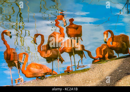 Riflessioni impressionista di fenicotteri rosa sulle sponde di un lago. Foto Stock