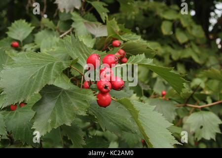 Luminosa bel mazzo di bacche rosse di biancospino con verde foglie intagliato. Foto Stock