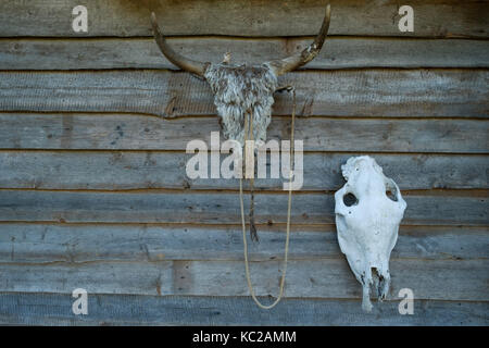 Cranio di cavallo appeso alla parete in legno Foto Stock