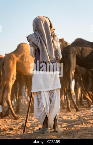 Un uomo guarda i suoi cammelli a Pushkar Mela camel fair, Pushkar, Rajasthan, India Foto Stock