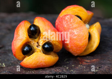 Rosa (tamarindo toechima erythrocarpum) dehiscing frutti e sementi. mucca bay. Parco Nazionale Daintree. queensland. Australia. Foto Stock