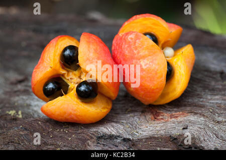 Rosa (tamarindo toechima erythrocarpum) dehiscing frutti e sementi. mucca bay. Parco Nazionale Daintree. queensland. Australia. Foto Stock