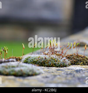 Verde muschio capsule di spore su stocchi di rosso sul muro di pietra arenaria sfondo sfocato Foto Stock