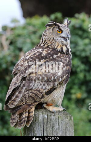 Gufo reale, Bubo bubo a Walworth Castle rapace centro; Walworth vicino a Darlington. Regno Unito Foto Stock