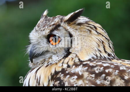 Gufo reale, Bubo bubo a Walworth Castle rapace centro; Walworth vicino a Darlington. Regno Unito Foto Stock