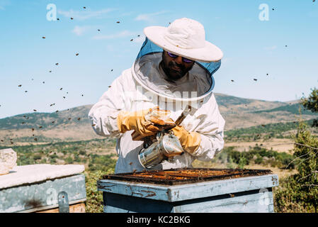 Lavoro apicoltore di raccogliere miele. Concetto di apicoltura. Foto Stock
