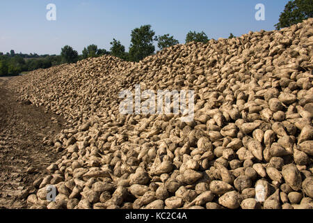 Cumulo di havested fresco delle barbabietole da zucchero Foto Stock