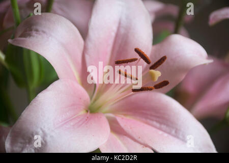 Il Lilium rosa o fiore di giglio su sfondo scuro Foto Stock