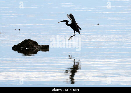 Un pacific reef heron la caccia di cibo su una spiaggia in siargao island, Filippine. Foto Stock