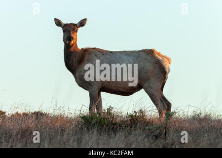 Ritratto di un tule elk vacca (cervus canadensis nannodes) Foto Stock