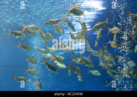 Pila di carassi pesci di acquario Foto Stock