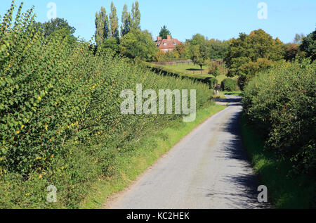 L'avvolgimento stretto vicolo del paese nella valle tra siepi, Monewden, Suffolk, Inghilterra, Regno Unito Foto Stock