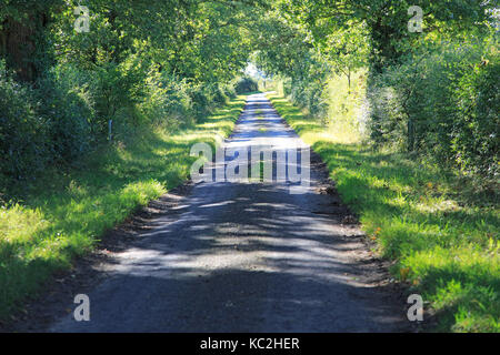 Orlate da alberi strette strade di campagna a Hoo, Suffolk, Inghilterra, Regno Unito erba che cresce in medio ampia profondità di campo Foto Stock