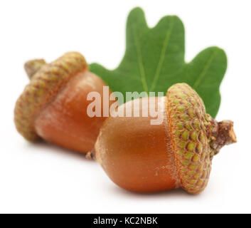 Vista dettagliata del acorn con foglie verdi su sfondo bianco Foto Stock