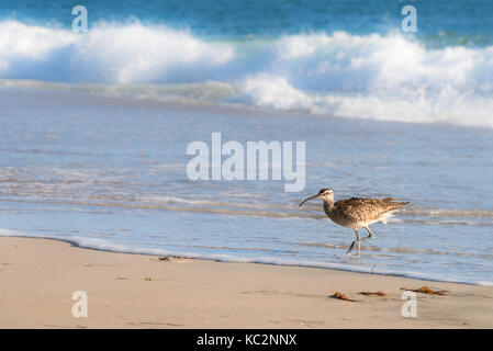 Whimbrel, Shore Bird a piedi dell'oceano Foto Stock