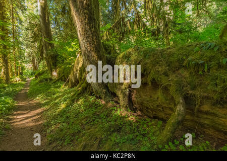 Nurse log lungo Hoh River Trail per Blue Glacier, Olympic National Park, Washington state, USA Foto Stock