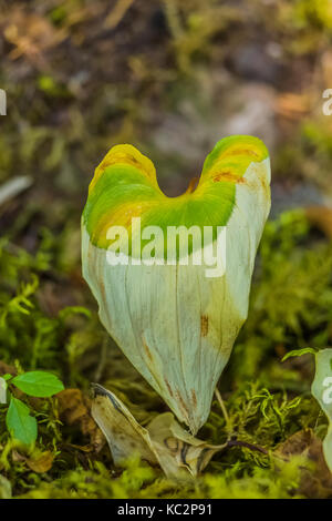 False Lily-of-the-Valley lungo Hoh River Trail fino al Blue Glacier, Olympic National Park, Washington state, USA Foto Stock