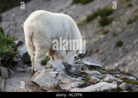 Capre di montagna, Oreamnos americanus, alimentare lungo la morena alta sopra il ghiacciaio blu proveniente dal Monte Olimpo, lungo il fiume Hoh Trail in Oly Foto Stock