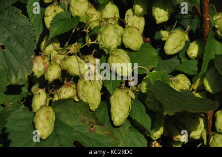 In fase di maturazione il sole luppolo. prodotto per la produzione della birra Foto Stock