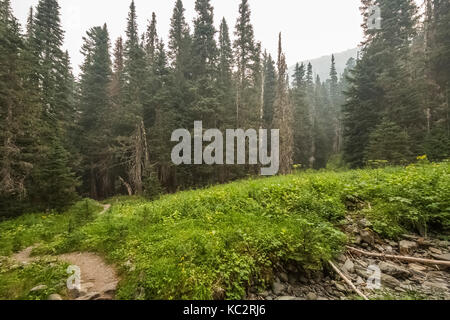 Hoh River Trail fino al Blue Glacier, all'Olympic National Park, allo stato di Washington, Stati Uniti Foto Stock