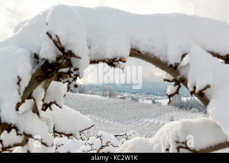 Meleto coperte di neve in Val di Non, in trentino alto adige, italia, Europa. Foto Stock