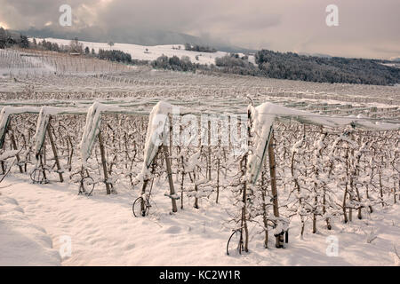 Meleto coperte di neve in Val di Non, in trentino alto adige, italia, Europa. Foto Stock