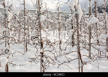 Meleto coperte di neve in Val di Non, in trentino alto adige, italia, Europa. Foto Stock