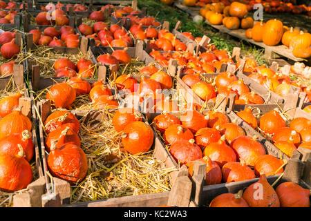 MERODE, Germania - 23 settembre 2017 - Zucche per la vendita su un mercato di fattoria. Foto Stock