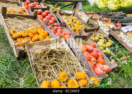 MERODE, Germania - 23 settembre 2017 - Zucche per la vendita su un mercato di fattoria. Foto Stock