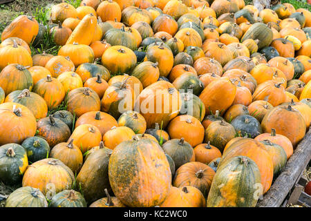 MERODE, Germania - 23 settembre 2017 - Zucche per la vendita su un mercato di fattoria. Foto Stock