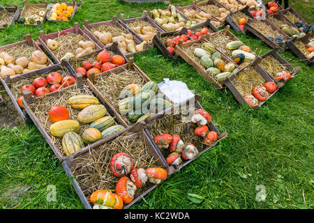 MERODE, Germania - 23 settembre 2017 - Zucche per la vendita su un mercato di fattoria. Foto Stock